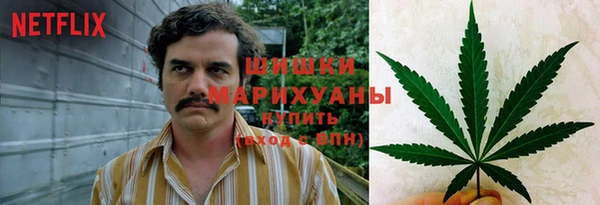 сатива Белокуриха